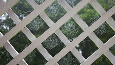 Cobwebs balcony