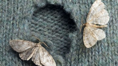 moths from wool