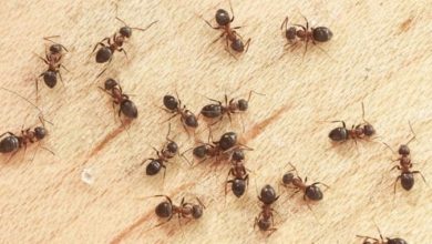 Remove Ants from home
